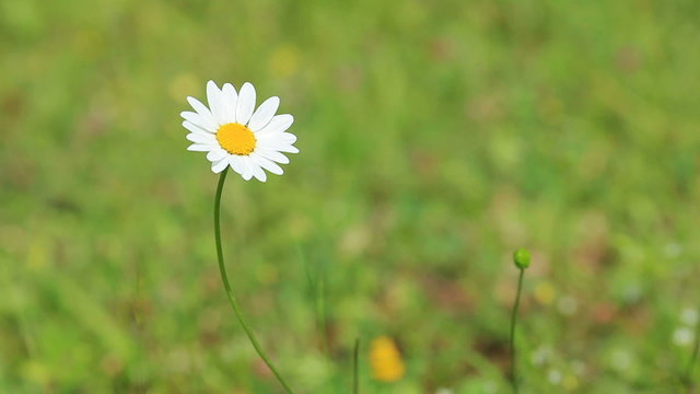 A view of a daisy in the wind