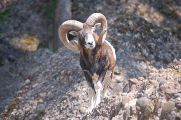 Mufflon