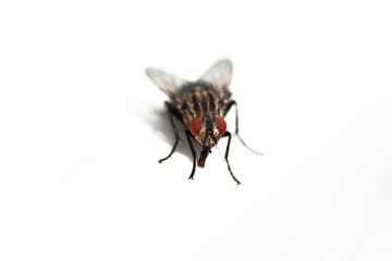 fly macro