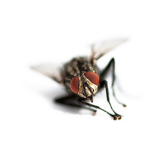 fly macro