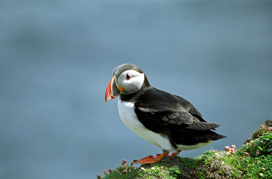 Puffins Chatting, Sumburgh Head, Shetland, Scotland