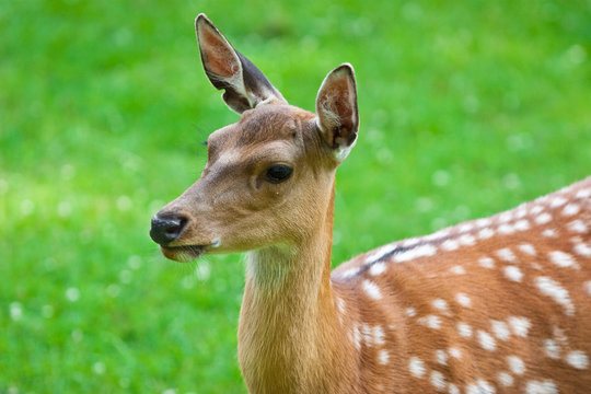 Rehkitz, Capreolus