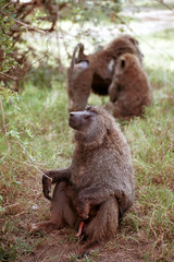 Olive baboon, Lake Nakuru, Kenya