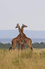 The giraffe (Giraffa camelopardalis) at Masai Mara, Kenya