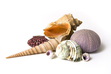 Conch