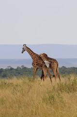 The giraffe (Giraffa camelopardalis) at Masai Mara, Kenya
