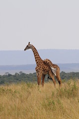Obraz premium The giraffe (Giraffa camelopardalis) at Masai Mara, Kenya