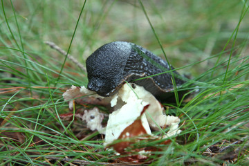 schnecke frißt pilz
