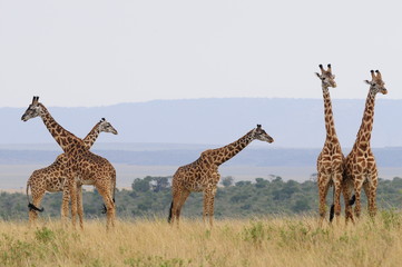 Obraz premium The giraffe (Giraffa camelopardalis) at Masai Mara, Kenya