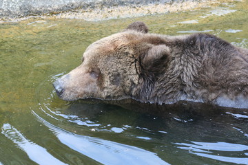 Brown Bear swimming