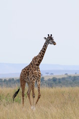 The giraffe (Giraffa camelopardalis) at Masai Mara, Kenya