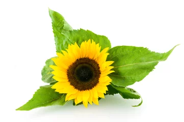 Poster Single sunflower isolated on white background © pholien