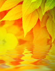 Naklejka na ściany i meble Autumn leaves reflected in water