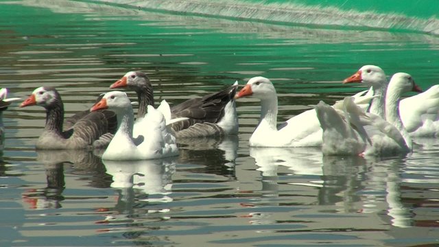 patos en grupo