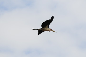 African marabou in fly at Masai Mara, Kenya, Africa