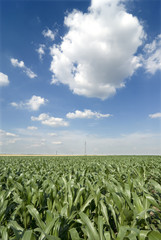 Corn field