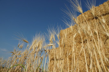 Obraz premium botte de foin