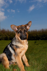 German Shepherd