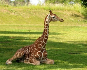 Crédence de cuisine en verre imprimé Girafe Jeune girafe