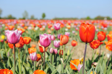tulips