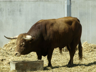 toro