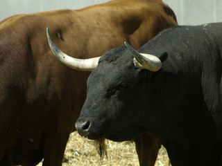 toro