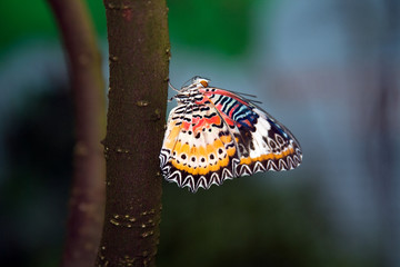 Brilliant Butterfly
