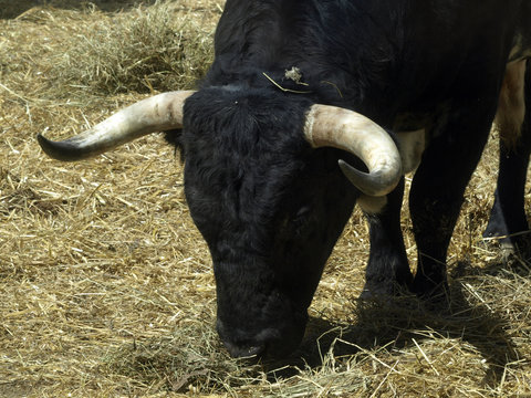 TORO