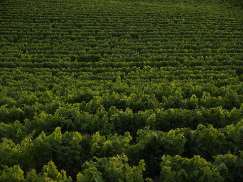 vi&ntilde;edo