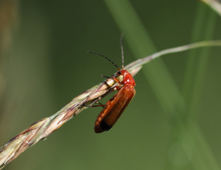 Cantharis fusca