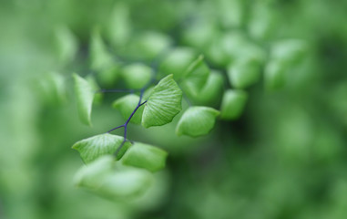 Young fern