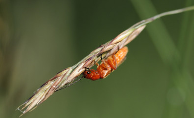 Cantharis fusca