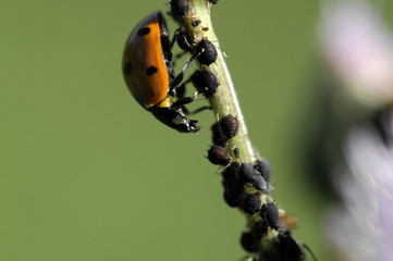 ladybird