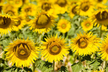 sunflower field, Provence, France