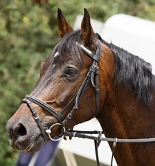 Horse portrait