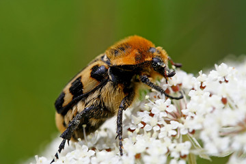 Pinselkäfer