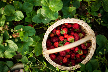 Garden strawberry