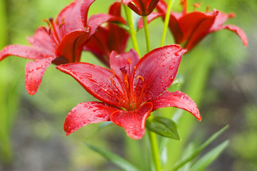 beautiful wet flower (Lilium L. )