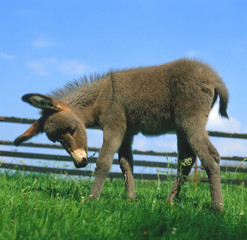 Eselfohlen_113876