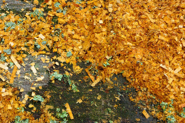 The old trunk, beech, auxiliary view.