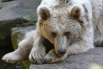 Fototapeta premium Syrischer Braunbär