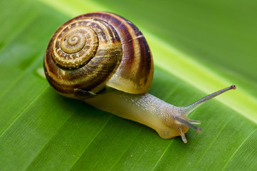 snail on banana palm green leaf