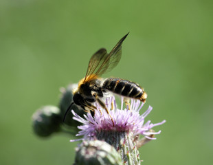 bee