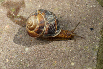 snail
