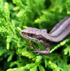 Lizard.