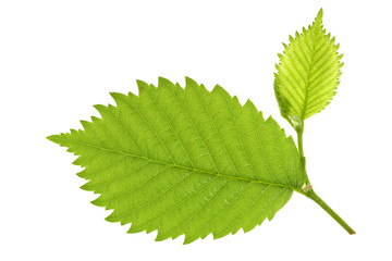 Leaf of forest nut