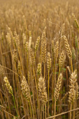 Wheat field