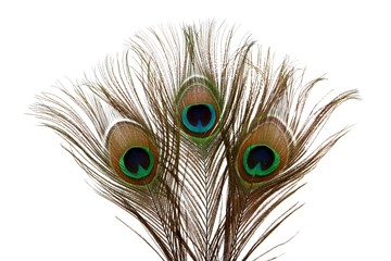Obraz premium Peacock Feathers
