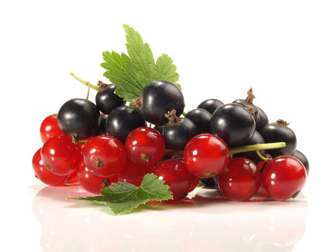 Rote und schwarze Johannisbeeren