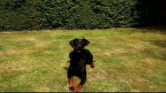 Training Down Stay with treat reward